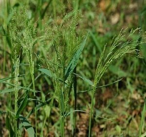 马尼拉草多少钱一平方?广东四季青草多少钱一卷？