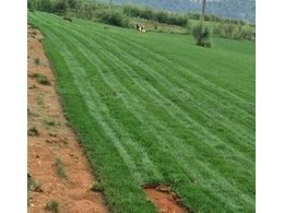 广东深圳台湾二号草多少钱一卷