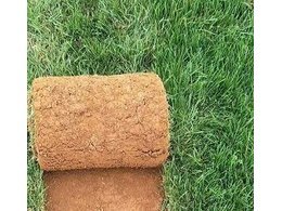 马尼拉草多少钱一平方?广东四季青草多少钱一卷？