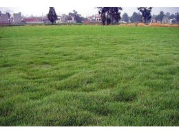 马尼拉草坪多少一平米？马尼拉草坪怎样养护管理