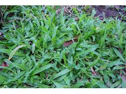 大叶油草的种植方法，大叶油草如何养护？