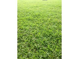 广东大叶油草坪基地,供应大叶油草皮