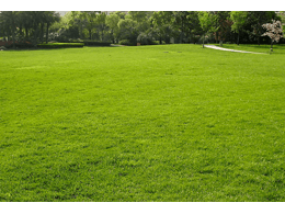 关于损害绿化草坪的修补！你必须知道的知识