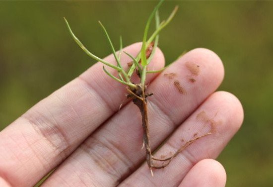 茂沁绿化绿化草皮供应厂家介绍细叶结缕草草坪草品种有哪些