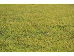 茂沁绿化绿化草皮供应厂家介绍细叶结缕草草坪草品种有哪些