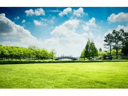 供应绿化草坪种子,种植草坪什么种子好?