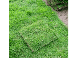 绿化草坪的养护知识