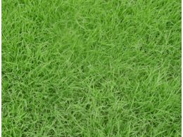 草坪,草皮用马尼拉草和高羊茅混播如何？