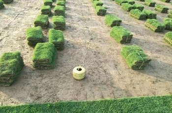 惠州马尼拉草坪,草坪