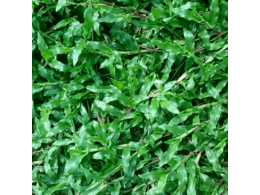 惠州茂沁绿化大叶油草基地