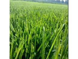 草坪种子种植方法,绿化草坪草皮种子怎么种植？