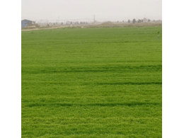 茂沁草坪草皮绿化