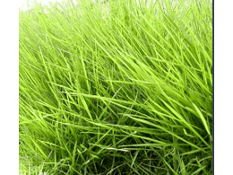 茂沁绿化 __ 带泥土台湾草坪,草卷,草皮