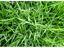 茂沁兰引三号草皮草卷