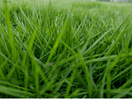 惠州兰引三号草坪种植