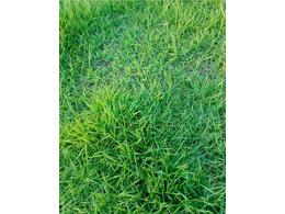 马尼拉草皮的价格?多少钱一平方？