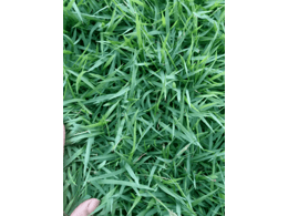 惠州茂沁兰引三号草价格