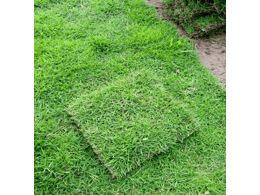 茂沁绿化草皮种植基地