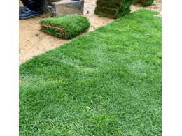 茂沁绿化兰引三号推荐