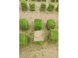 惠州大叶油草坪价格