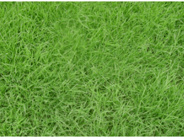 茂沁绿化马山大叶油草坪报价