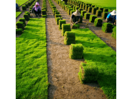 茂沁园林专用草皮全国直销