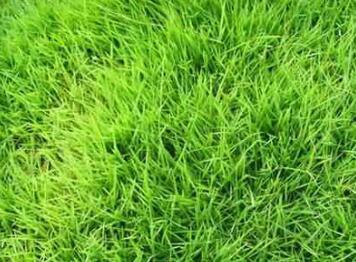 茂沁台湾草的特征和马尼拉草的区别