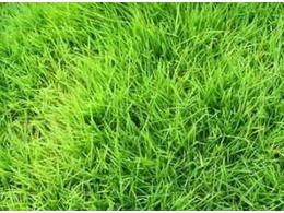 茂沁台湾草的特征和马尼拉草的区别