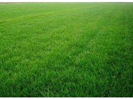 草坪草品种类