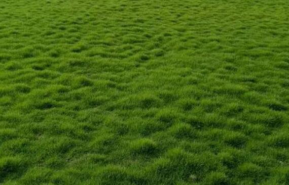台湾草坪发芽图片