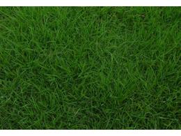 茂沁台湾草的用途