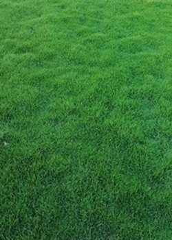 茂沁绿化草卷