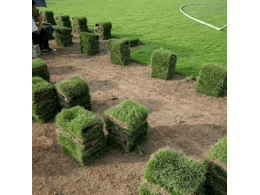 ​ 绿化草皮厂家-秋季脾气暴躁核心的 7 个好处