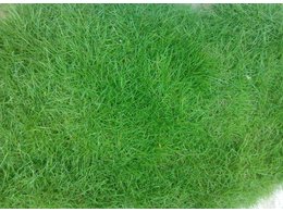 马尼拉草籽什么时候播种？马尼拉草籽的种植方法?