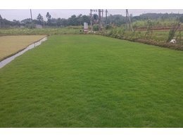 马尼拉草怎么种？马尼拉草皮种植技术