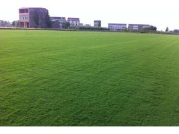 果岭草与马尼拉哪个好？果岭草与马尼拉的区别