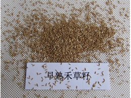 早熟禾种子几天发芽？早熟禾多长时间出苗？