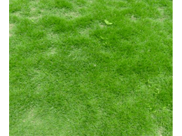 郑州共同合作,马尼拉草坪多少钱一平方?