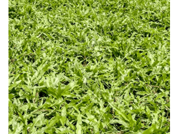 马尼拉草坪多少钱一平方