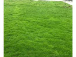 中山三角马尼拉草坪多少钱一平方？