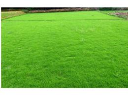 惠州马尼拉草卷订购