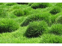 惠州马尼拉草场报价