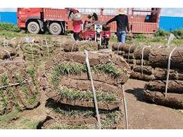 中山大叶油草块近期价格