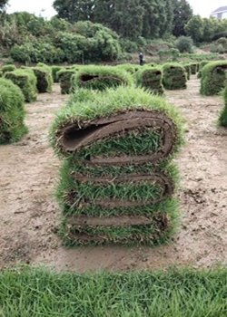 耐践踏的台湾草