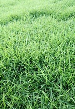 兰引三号草 兰引三号草