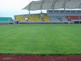 绿化草坪的品种