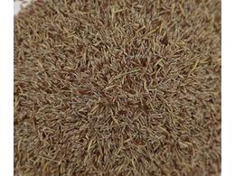 绿化草坪用什么草种好？