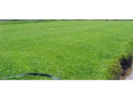 广东番禺大叶油草多少钱