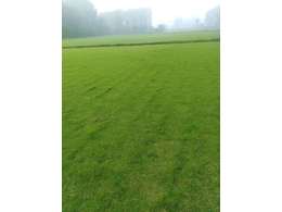 广东惠州兰引三号草皮报价