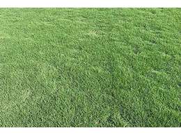 [大叶油草坪]广西大叶油草卷厂家